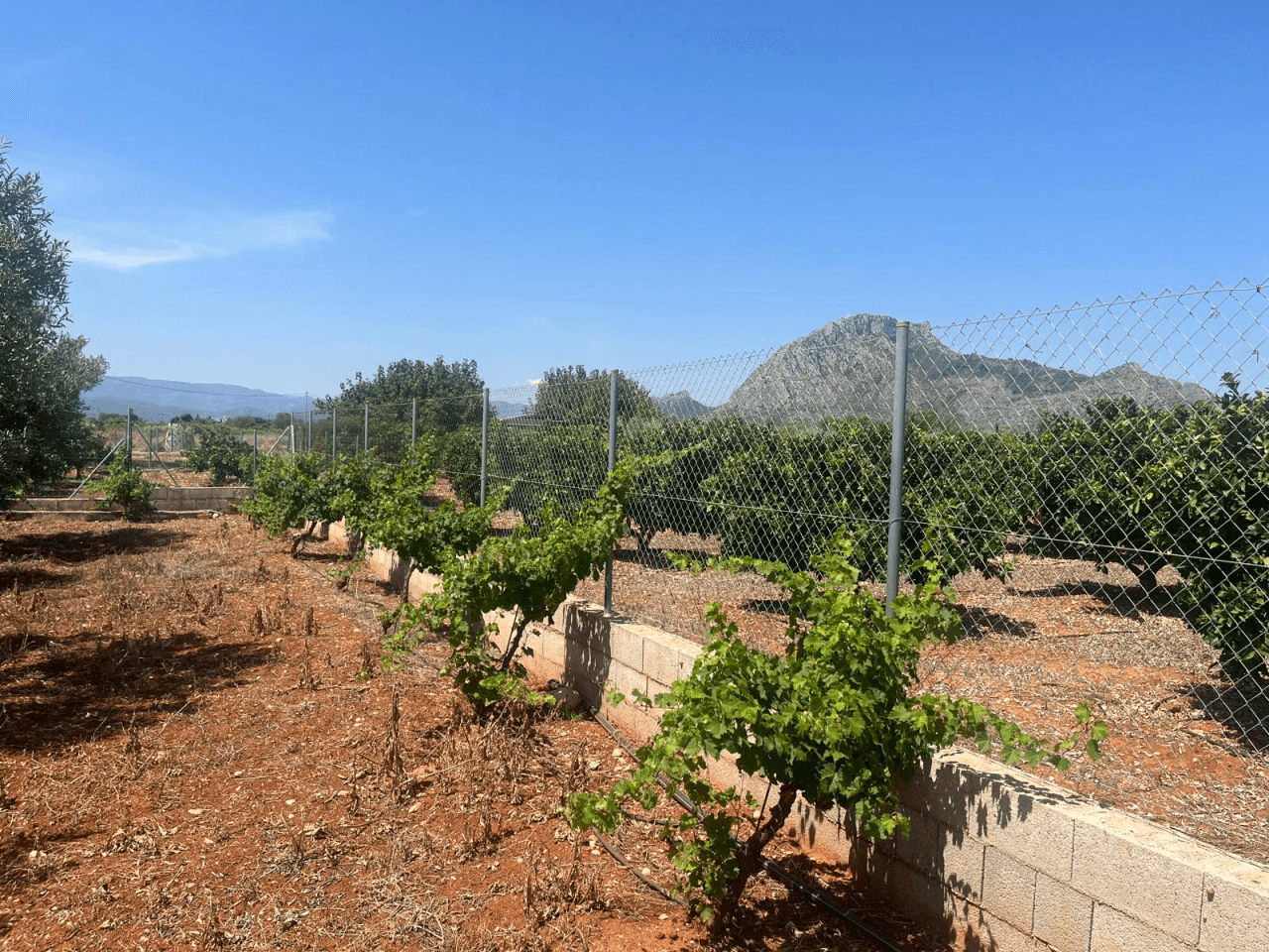 Terreno rústico en El Vergel con cultivos, agua de riego y parcela vallada