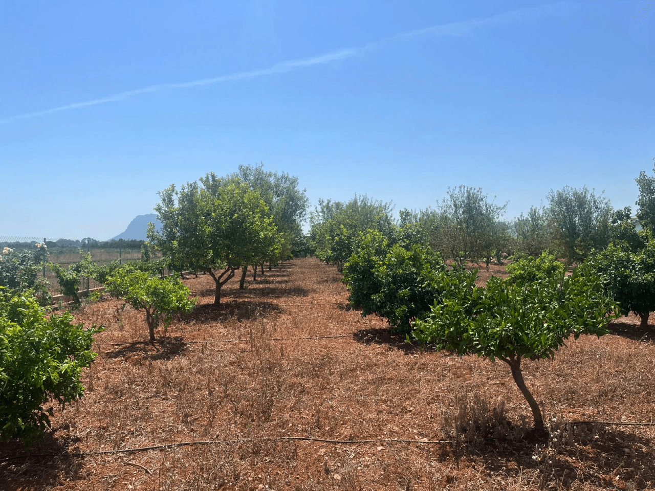 Terreno rústico en El Vergel con cultivos, agua de riego y parcela vallada