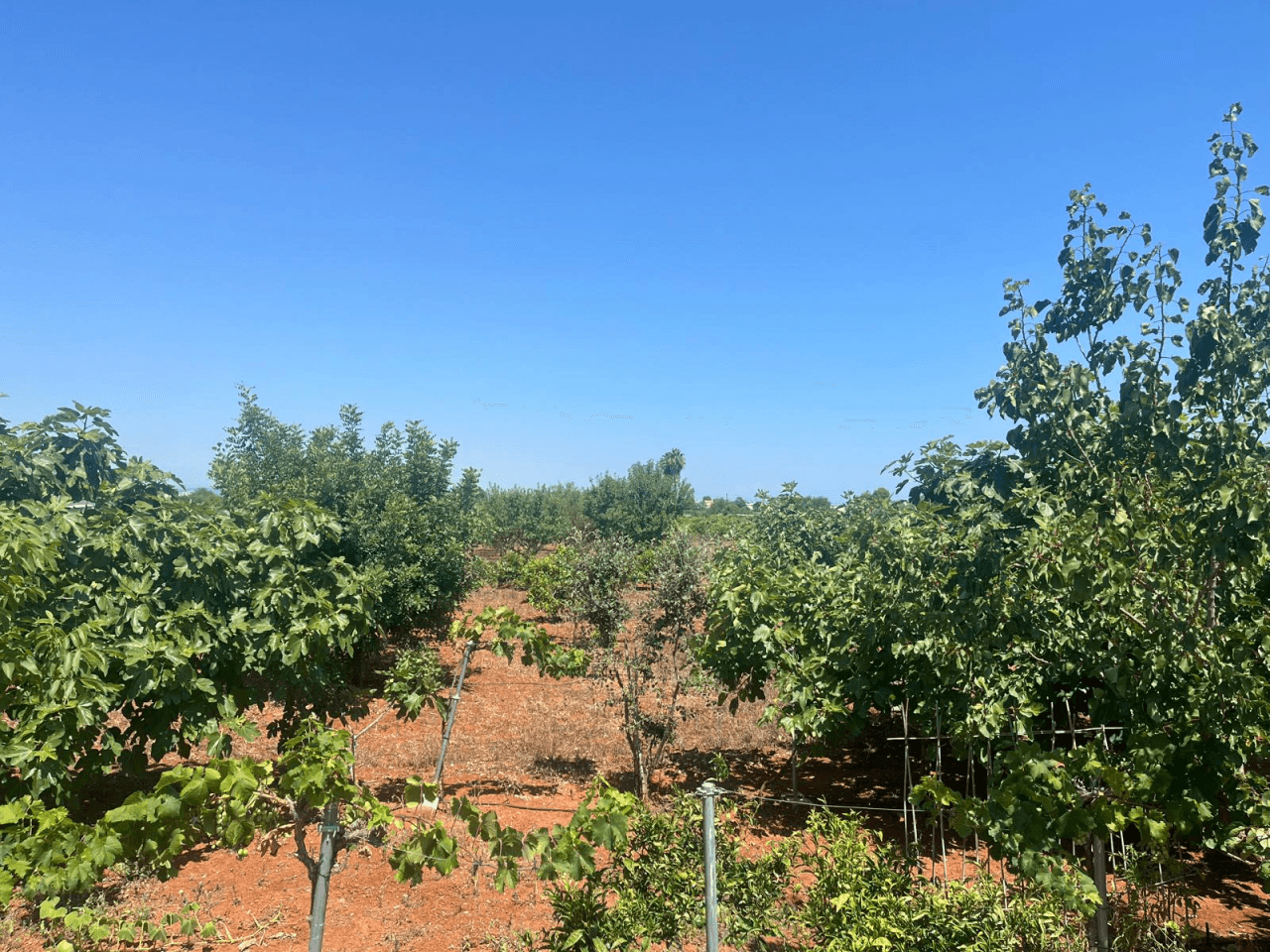 Terreno rústico en El Vergel con cultivos, agua de riego y parcela vallada